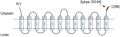 Anti-VGLUT3 Antibody