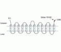 VGLUT3 Blocking Peptide