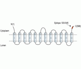 VGLUT3 Blocking Peptide