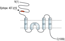 Anti-GRID1 (extracellular) Antibody