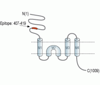 GRID1 (extracellular) Blocking Peptide