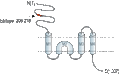 Anti-GRID2 (extracellular) Antibody