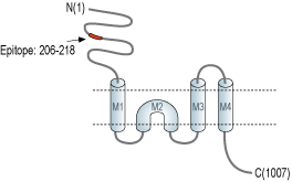 Anti-GRID2 (extracellular) Antibody