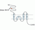 GRID2 (extracellular) Blocking Peptide