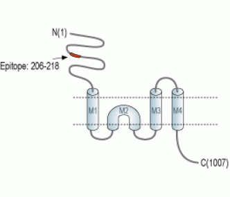 GRID2 (extracellular) Blocking Peptide