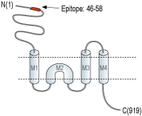Anti-GRIK3 (GluK3) (extracellular) Antibody
