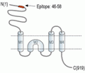 GRIK3/GluK3 (extracellular) Blocking Peptide