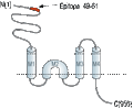 Anti-GRIK4 (KA1) (extracellular) Antibody