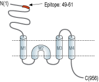 Anti-GRIK4 (KA1) (extracellular) Antibody