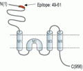 GRIK4/KA1 (extracellular) Blocking Peptide
