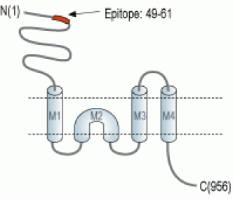GRIK4/KA1 (extracellular) Blocking Peptide