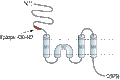 Anti-GRIK5 (GluK5) (extracellular) Antibody