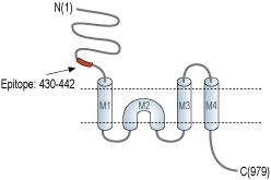 Anti-GRIK5 (GluK5) (extracellular) Antibody