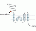 GRIK5/GluK5 (extracellular) Blocking Peptide