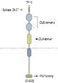 Anti-NETO1 (extracellular) Antibody