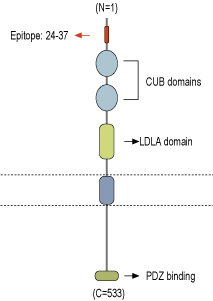 Anti-NETO1 (extracellular) Antibody