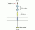 NETO1 (extracellular) Blocking Peptide