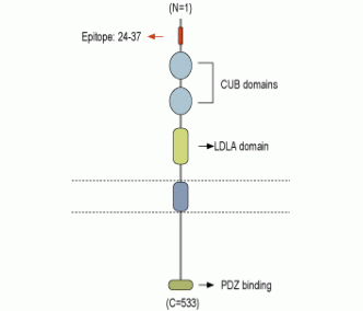 NETO1 (extracellular) Blocking Peptide