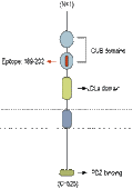 Anti-NETO2 (extracellular) Antibody
