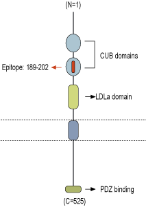 Anti-NETO2 (extracellular) Antibody