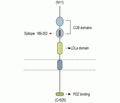 NETO2 (extracellular) Blocking Peptide