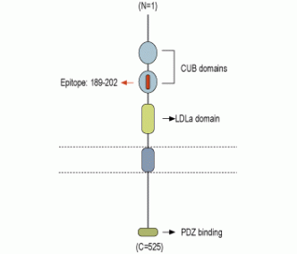 NETO2 (extracellular) Blocking Peptide