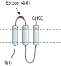 Anti-CNIH2/3 (extracellular) Antibody