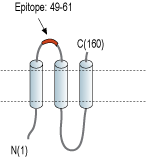 Anti-CNIH2/3 (extracellular) Antibody