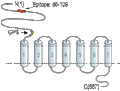 Anti-GPR56 (extracellular) Antibody