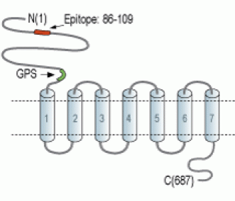 CNIH2/3 (extracellular) Blocking Peptide