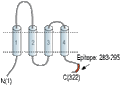 Anti-GSG1L Antibody