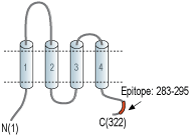 Anti-GSG1L Antibody