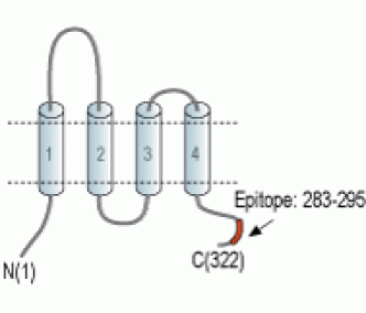 GSG1L Blocking Peptide