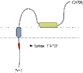Anti-SynDIG1 Antibody