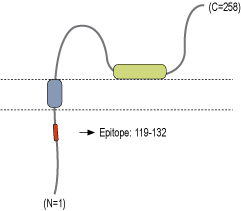Anti-SynDIG1 Antibody