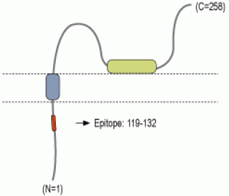 SynDIG1 Blocking Peptide