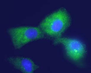 Guinea pig Anti-Kir4.1 (KCNJ10) Antibody