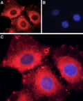 Guinea pig Anti-ASIC1 Antibody