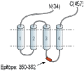 Anti-Glycine Receptor α1 Antibody
