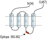Anti-Glycine Receptor α1 Antibody