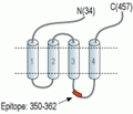 Glycine Receptor α1 Blocking Peptide