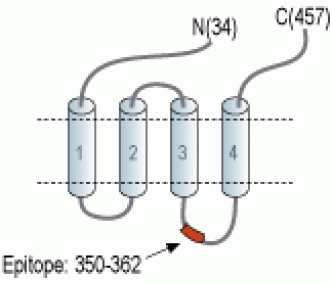 Glycine Receptor α1 Blocking Peptide