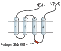 Anti-Glycine Receptor α3 Antibody