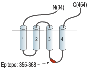 Anti-Glycine Receptor α3 Antibody