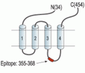 Glycine Receptor α3 Blocking Peptide