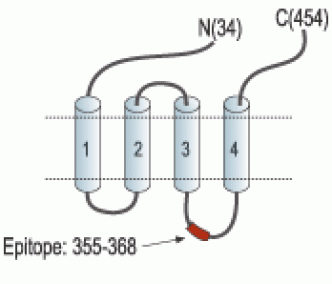 Glycine Receptor α3 Blocking Peptide
