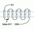 GALR1 Blocking Peptide