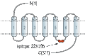 Anti-GALR2 Antibody