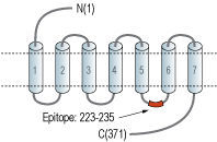 Anti-GALR2 Antibody