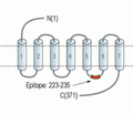 GALR2 Blocking Peptide